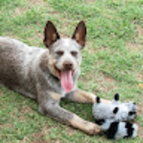cattledog216